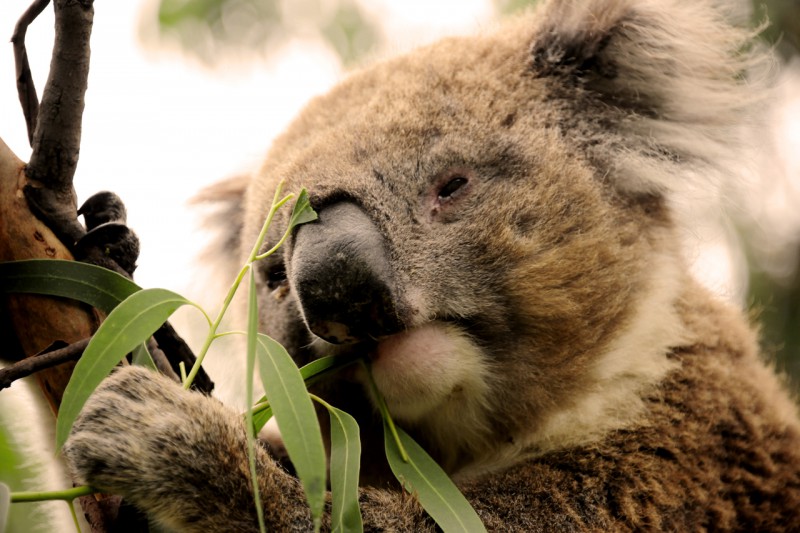 Koalas und mehr