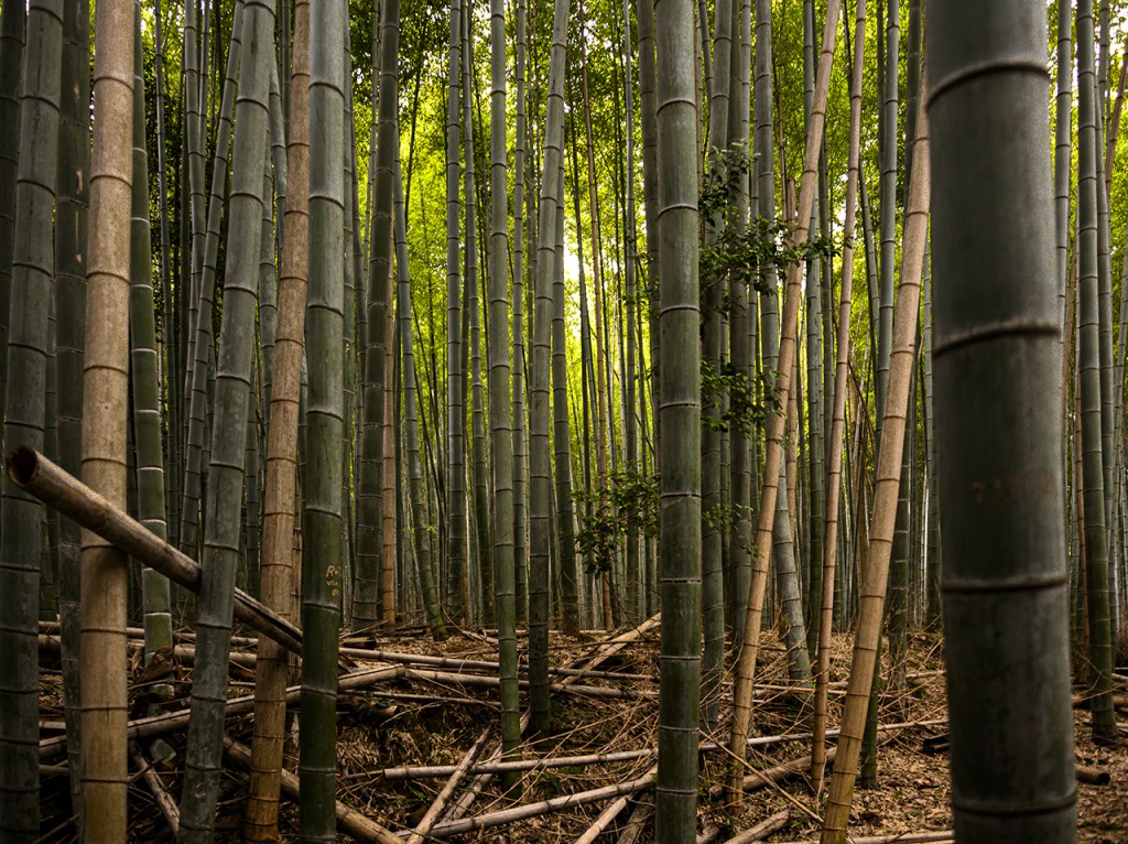 Kyoto, Arashiyama, Bamboo Grove #1
