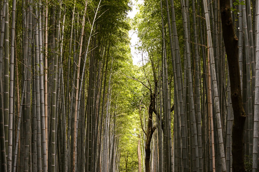 Kyoto, Arashiyama, Bamboo Grove #2